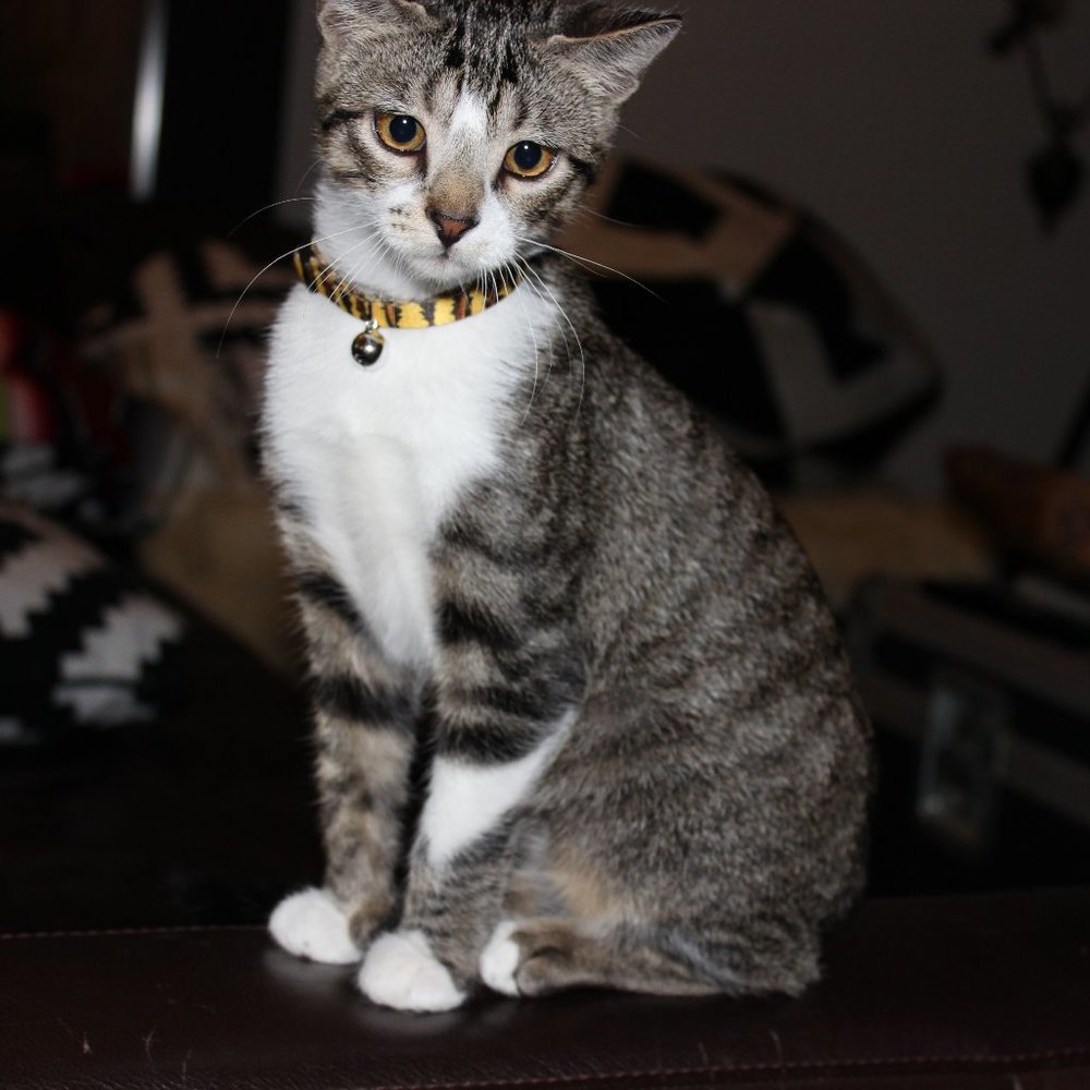 Meet your Posher, Fernando